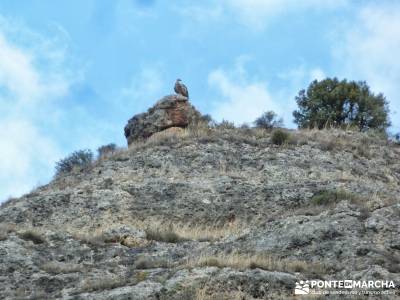 Hoces del Río Duratón - Sepúlveda;club senderista viajes alternativos ruta por carretera